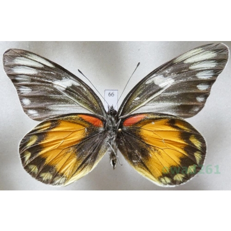Delias zebuda Hewitson, 1862 male reverse Indonesia, Sulawesi66